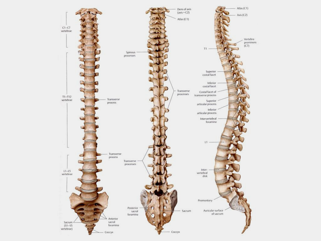 human spine anatomy images